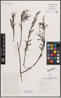Foto von Salix eleagnos Scop.